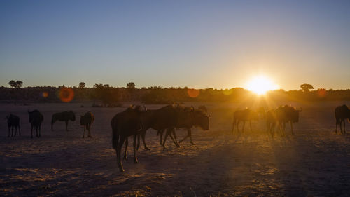 Cows on field against sky during sunset