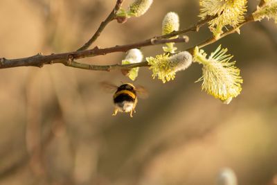 Close-up of bee pollinating flower