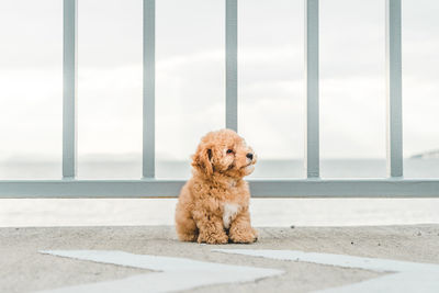 Portrait of a dog looking away