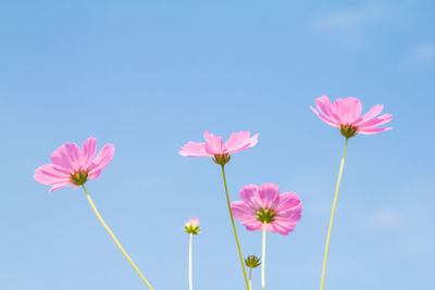Close-up of pink flowering plants against blue sky