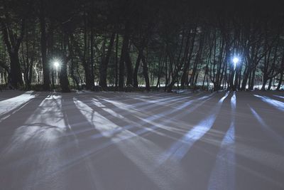 Road amidst trees in forest