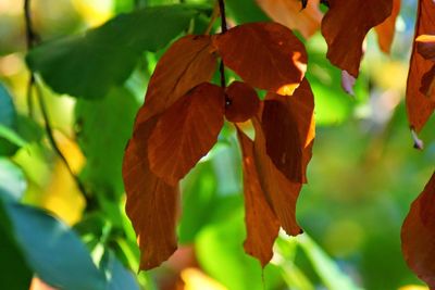 Close-up of leaves on tree