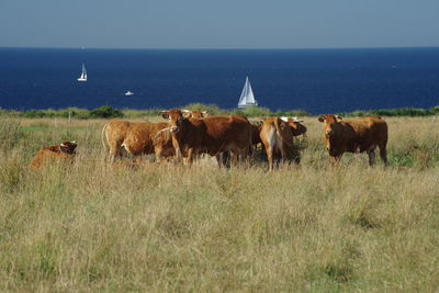 Cows grazing in the field