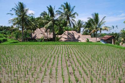 Scenic view of agricultural field