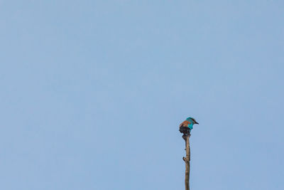 Low angle view of bird perching on the sky