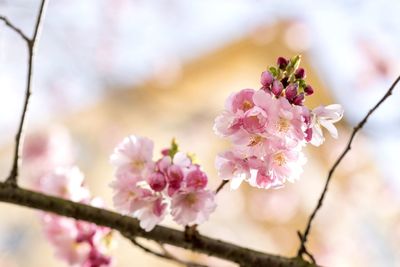 Close-up of pink cherry blossoms in spring