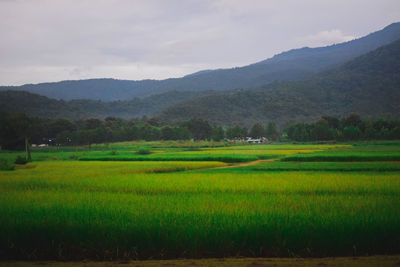 Scenic view of agricultural field against sky