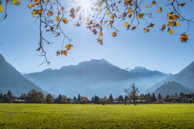 View of trees in a field