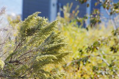 Close-up of tree branch