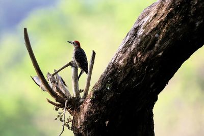 Bird perching on tree against sky