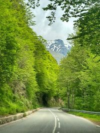 Road amidst trees