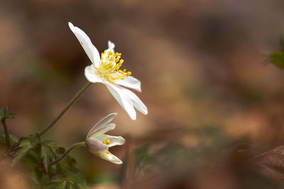 Close-up of white flowering plant