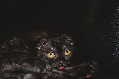 Close-up portrait of cat relaxing on black background