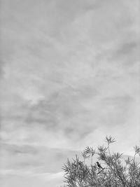 Low angle view of plants against sky