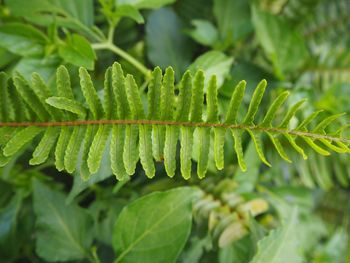 Close-up of fresh green leaves