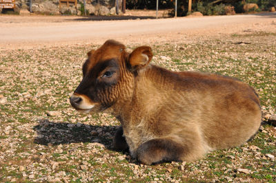 Portrait of a calf on field
