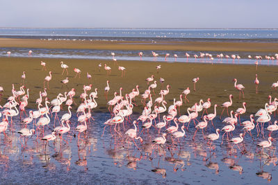 Flock of birds on beach against sky