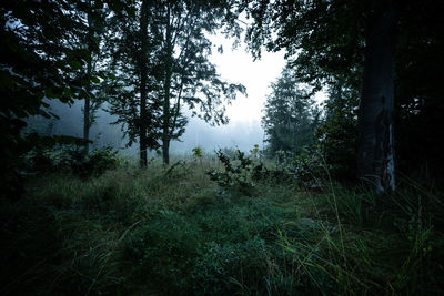 Trees in forest