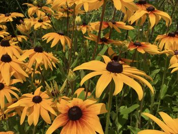 Close-up of yellow flowering plant