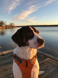 Close-up of dog by lake against sky during sunset