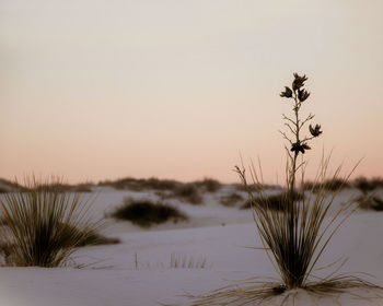 Plants growing on field against clear sky