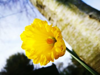 Close-up of yellow flower against sky