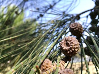 Low angle view of flower growing on tree