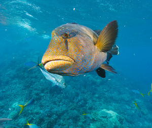 Cheilinus undulatus, maori wrasse humphead fish in australia