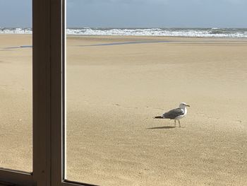 High angle view of seagull on beach