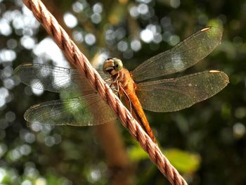 Close-up of damselfly on leaf