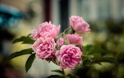 Close-up of pink flowering plant