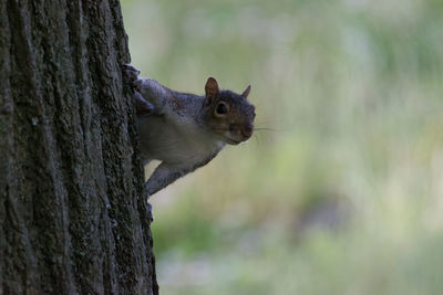 Squirrel on tree trunk