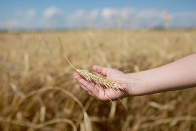 Close-up of hand holding wheat on field