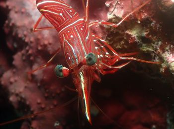 Close-up of red crab in water