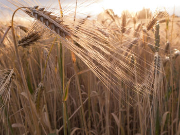 Close-up of stalks in field