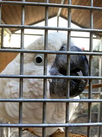 Close-up of bird in cage