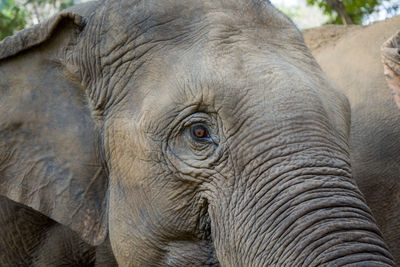 Close-up of elephant