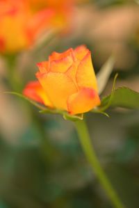 Close-up of flower blooming outdoors