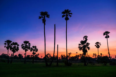 Silhouette sugar palm trees at paddy rice farm with twilight sky at dusk, pathum thani, thailand
