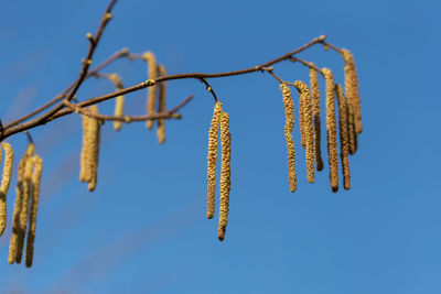 Low angle view of flower hanging against clear sky