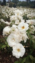 Close-up of white flowering plants