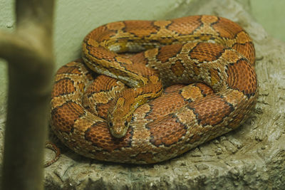 Close-up of lizard in zoo