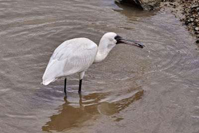 Side view of a bird in water