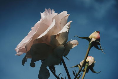 Low angle view of flowering plant against blue sky