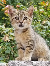 Portrait of cat by plants