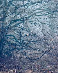 Low angle view of tree