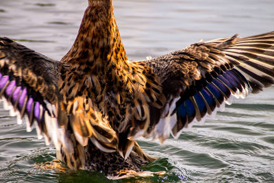 Close-up of birds in water