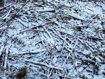 Close-up of snow on twig