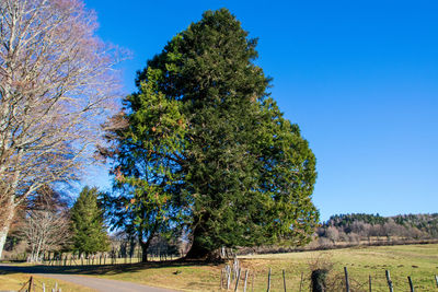 Trees on field against clear blue sky