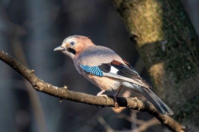 Close-up of bird perching on tree